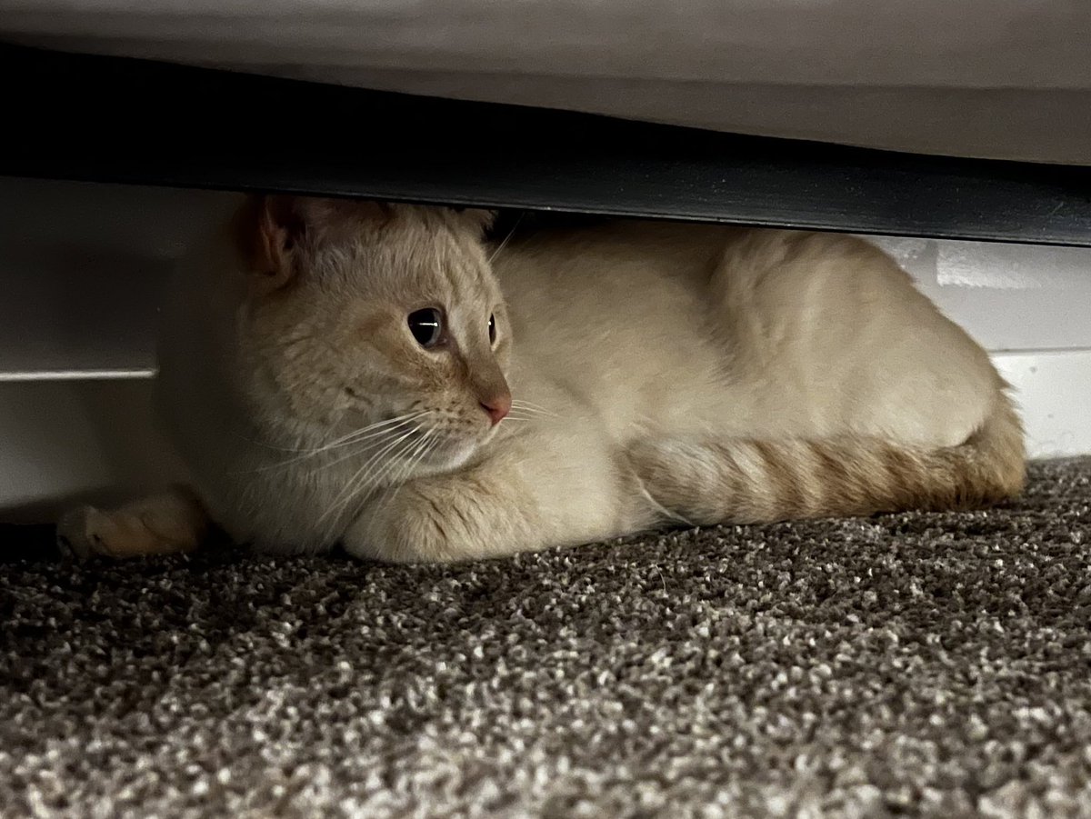 Mikayla_Foster's tweet photo. If I had a nickel for every time a random cat appeared in my house, I’d have two nickels, which isn’t a lot, but it’s weird that it happened twice https://t.co/cjluuy3pDd