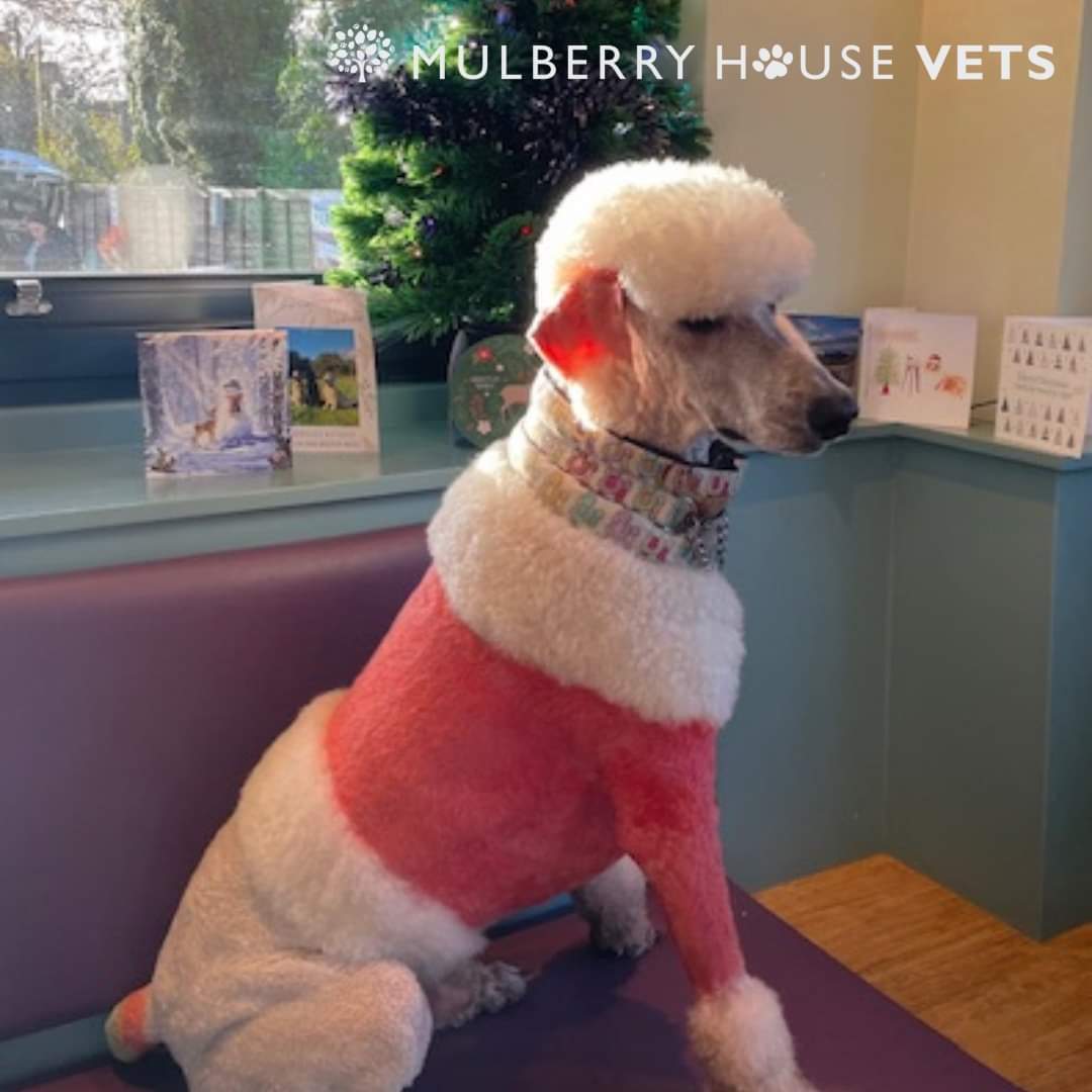 We're now feeling very festive after Santa Paws visited us this morning  🎅 
#doggroomers
#santapaws
#wokingham #Bracknell