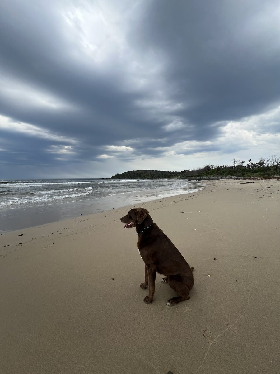 Marlo on storm watch ⛈️ Cape Conran in far East Gippsland is one of the best caravan and camping destinations in Victoria. #lovegippsland #seeaustraliafirst #auspoldogs @swrighteconomy