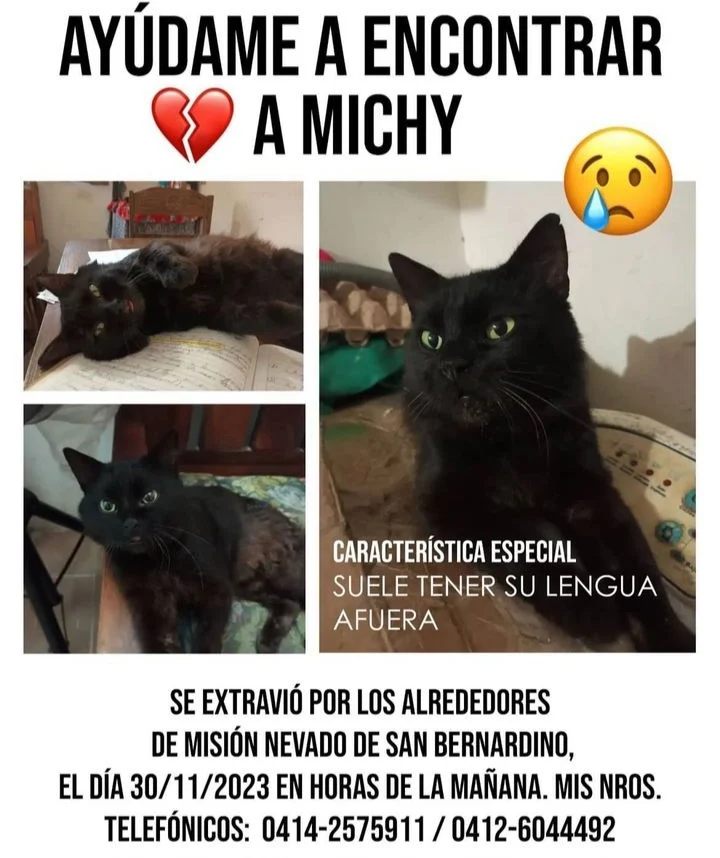 PerroUsuario's tweet photo. Su familia sigue buscando a Michy y están muy tristes. Se perdió en San Bernardino Caracas, por los alrededores de Misión Nevado https://t.co/qYDMxUauNR