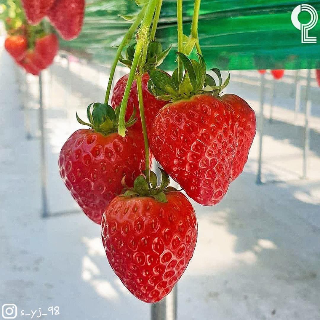 HongPham5994's tweet photo. [ Inchoen - hái dâu tây tươi ngon tại vườn 🍓]
Ở Seoul muốn đi hái dâu bạn nhất định phải đến đây vào mùa đông này🍓
Bạn có thể trải nghiệm hái dâu tại vườn.
Bạn thậm chí có thể làm bánh và kem dâu tây!
📍 Địa chỉ: 인천 남동구 호구포로 477 ( 477 Hogupo-ro, Namdong-gu, Incheon)
⏰Có thể đặt trước qua Naver
✅Giá:
-hái dâu (bắt buộc) 50.000 won
-Trải nghiệm làm bánh 30.000 won
-Trải nghiệm làm kem 15.000 won
#dulichhanquoc #cuocsonghanquoc #phuotkorea