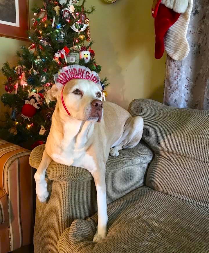 NOLAsDog's tweet photo. Yah! It's My Birthday! Paws Way Up!!! 🐾 @dogcelebration #dog #dogs #NOLA @MargaretOrr https://t.co/QYw4skv1gb