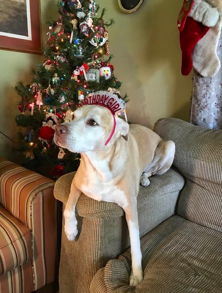 NOLAsDog's tweet photo. Yah! It's My Birthday! Paws Way Up!!! 🐾 @dogcelebration #dog #dogs #NOLA @MargaretOrr https://t.co/QYw4skv1gb