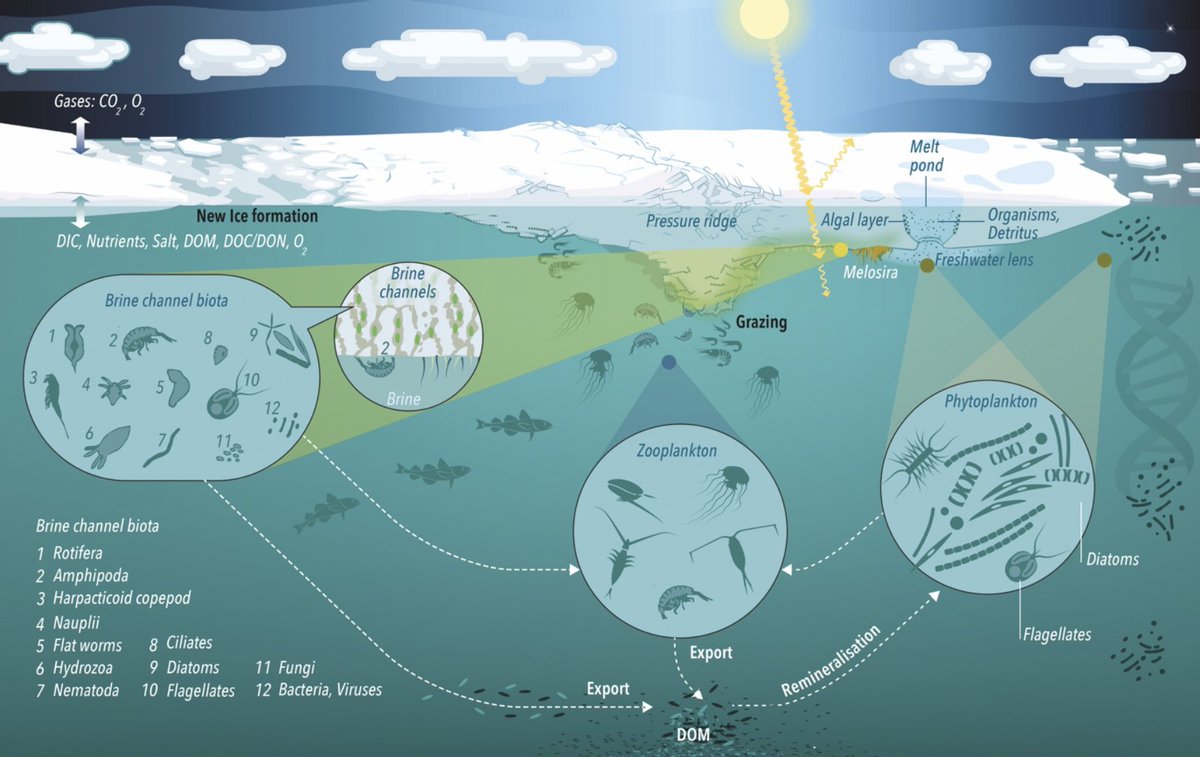 Overview of the MOSAiC expedition: Ecosystem

Massive effort by &gt; 90 authors to provide an overview and first insights into the central Arctic Ocean ecosystem based on the <a href="/MOSAiCArctic/">MOSAiC Expedition</a> expedition. Preprint led by Allison, Clara and Rolf 🙏

doi.org/10.31223/X5P091