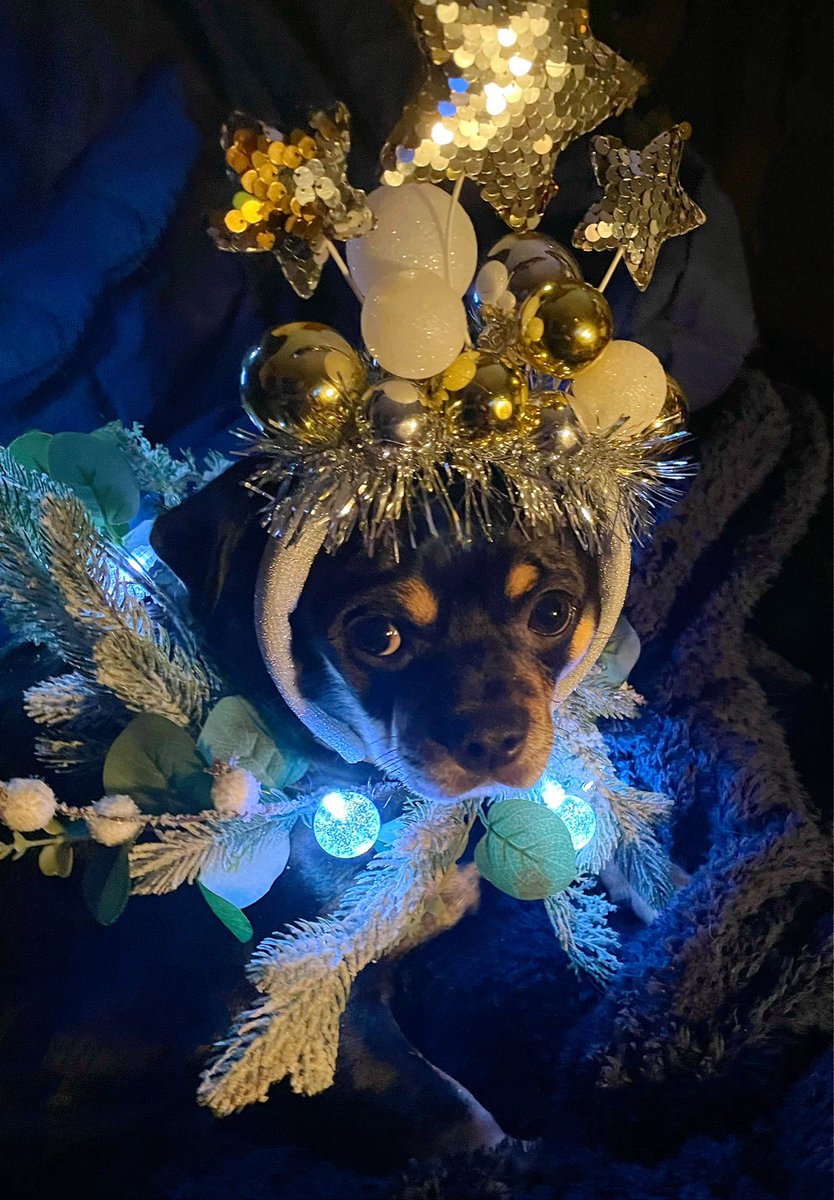 sarahanunn's tweet photo. On the 8th day of Solstice my true love gave to me…
Bremmy wearing some sparkly stuff* on his head.
🎄❄️🎄
*I actually refer to what’s on his head as sparkly sh*t.
🤫
#SolsticeIsComing #WinterSolstice #Yule #Chug #RescueDog #WillPoseForCheese #DogsOfTwitter https://t.co/PSKaJjbmxc