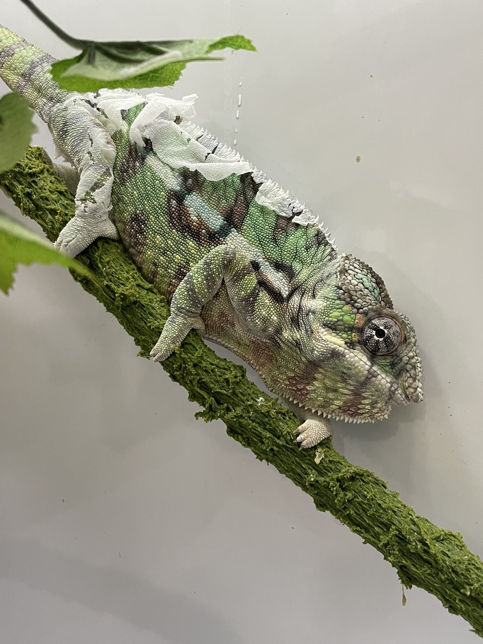 爬虫類ケージ 150×60×60㎝ リクガメ モニター イグアナ ヘビ ゲージ