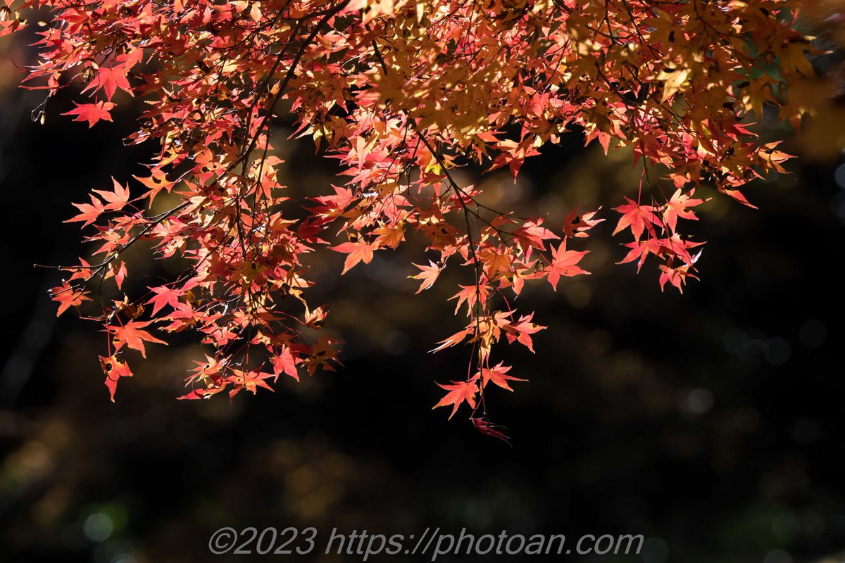photoan.com　神戸市立森林植物園の紅葉