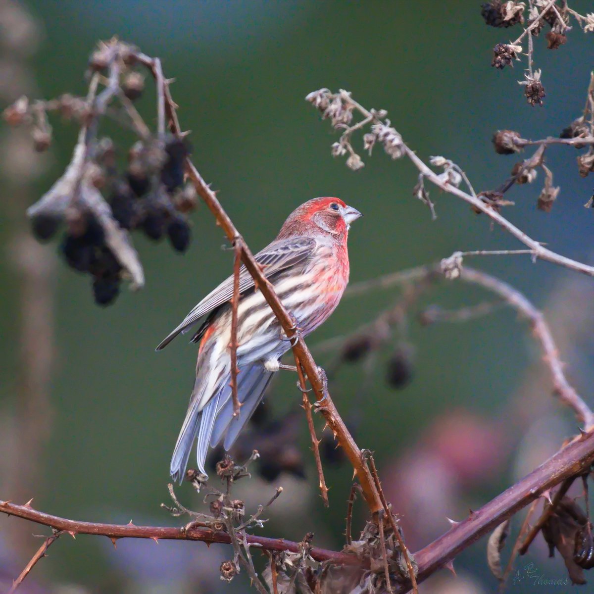 AshleyPurring's tweet photo. I believe a Red-Headed House Finch, Dec. 8 2023, a branch away is apparent mate. #redheadedhousefinch #housefinch #finch #marymoorpark #birds #birding #birdphoto #birdphotography #wildlifephotography #naturepicture #eastsideaudubon #kingcountyparks https://t.co/A5fb0RwkHh