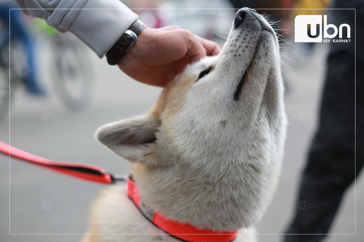 “Монгол Улс Гэрийн тэжээвэр амьтны анхдагч хуультай болсон дэлхийн 35 дахь улс боллоо“
ubn.mn/p/53612

<a href="/Enkhbayar_bat/">Баттөмөрийн ЭНХБАЯР</a>