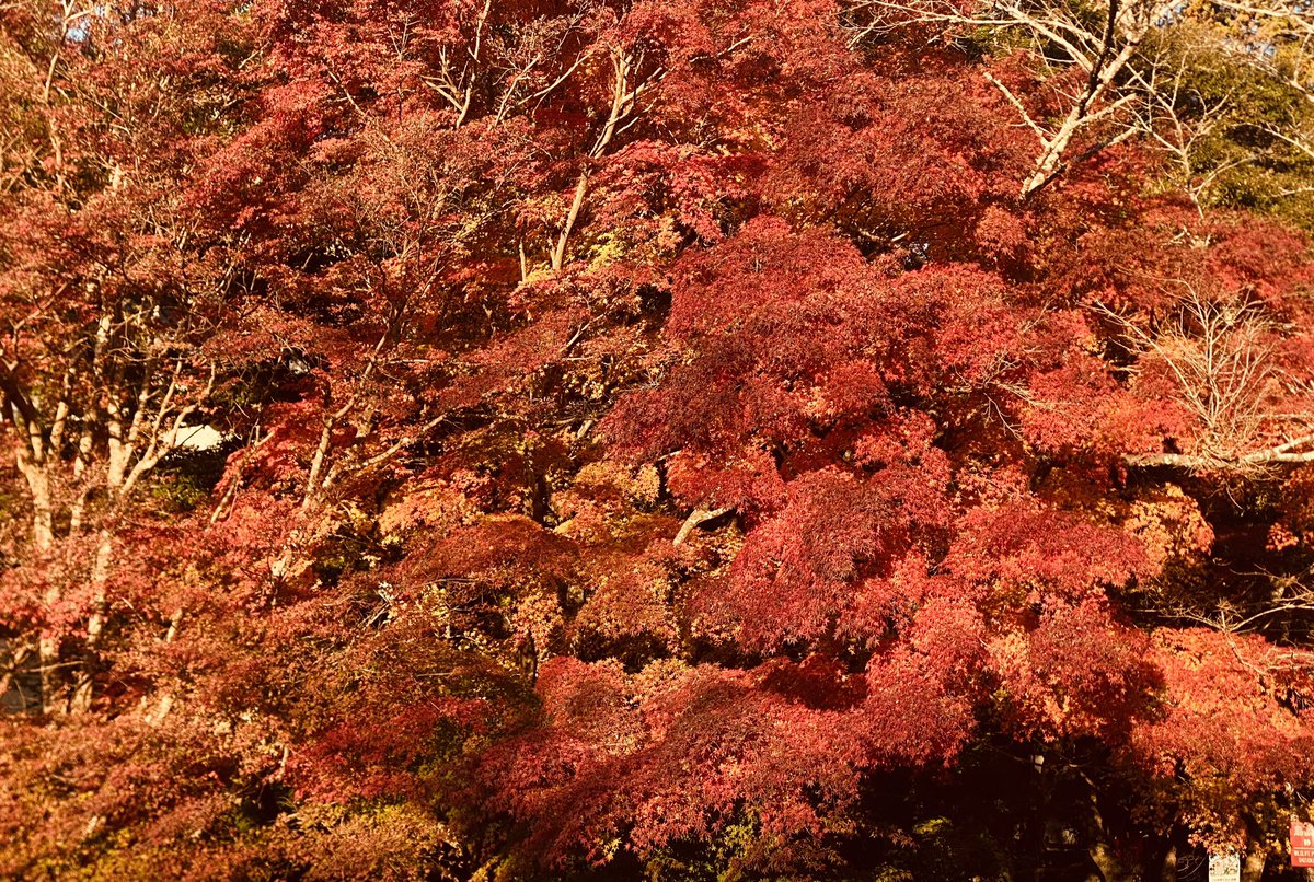 薬師堂の気温4℃

三重塔周辺…終了
滝堂周辺…名残
宝生殿周辺…名残
書院北庭…見頃
参道…見頃　
栄西禅師前…名残
放生池周辺…見頃
山門前…終了
駐車場…名残