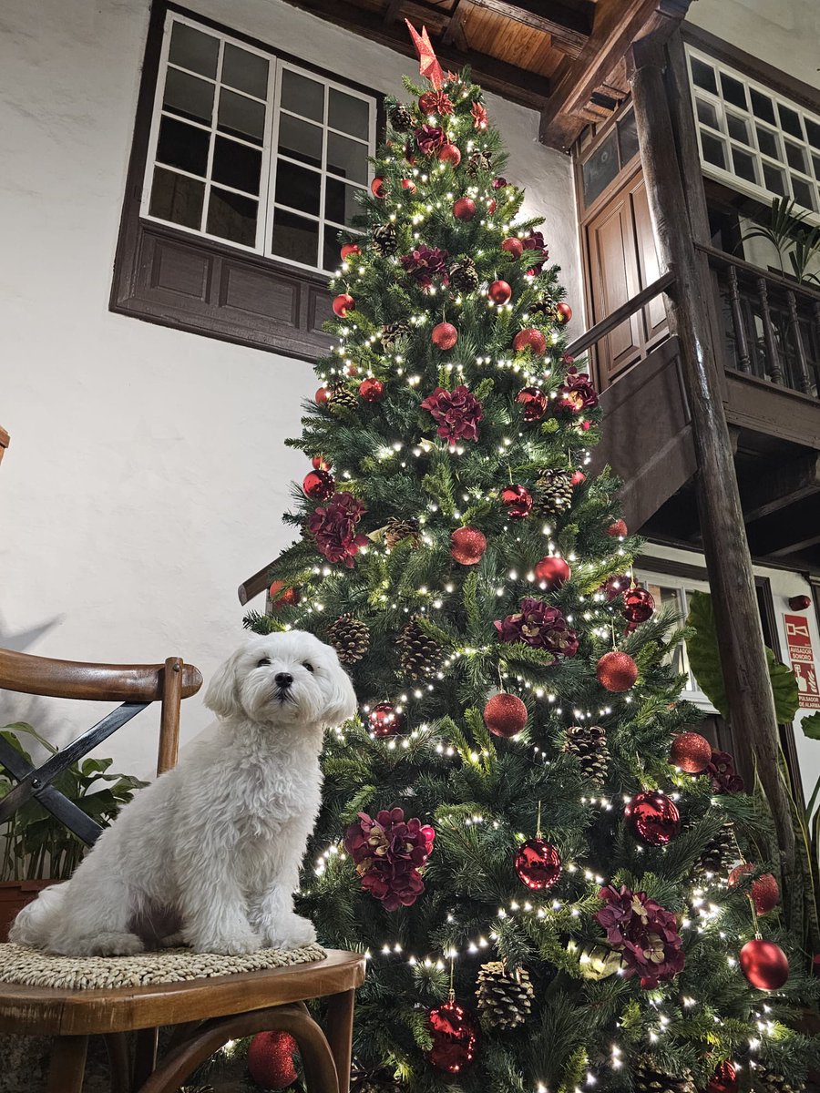 LA NAVIDAD HA LLEGADO A LA CASA MUSEO 🙂

Esperamos que  en estas fechas tan especiales vengas a pasar un “ratito” con nosotros.
Gracias a la Asociación de Amigos de la Casa Museo por colaborar todos los años en darle magia a nuestro patio.
#navidades2023 #lalagunatenerife