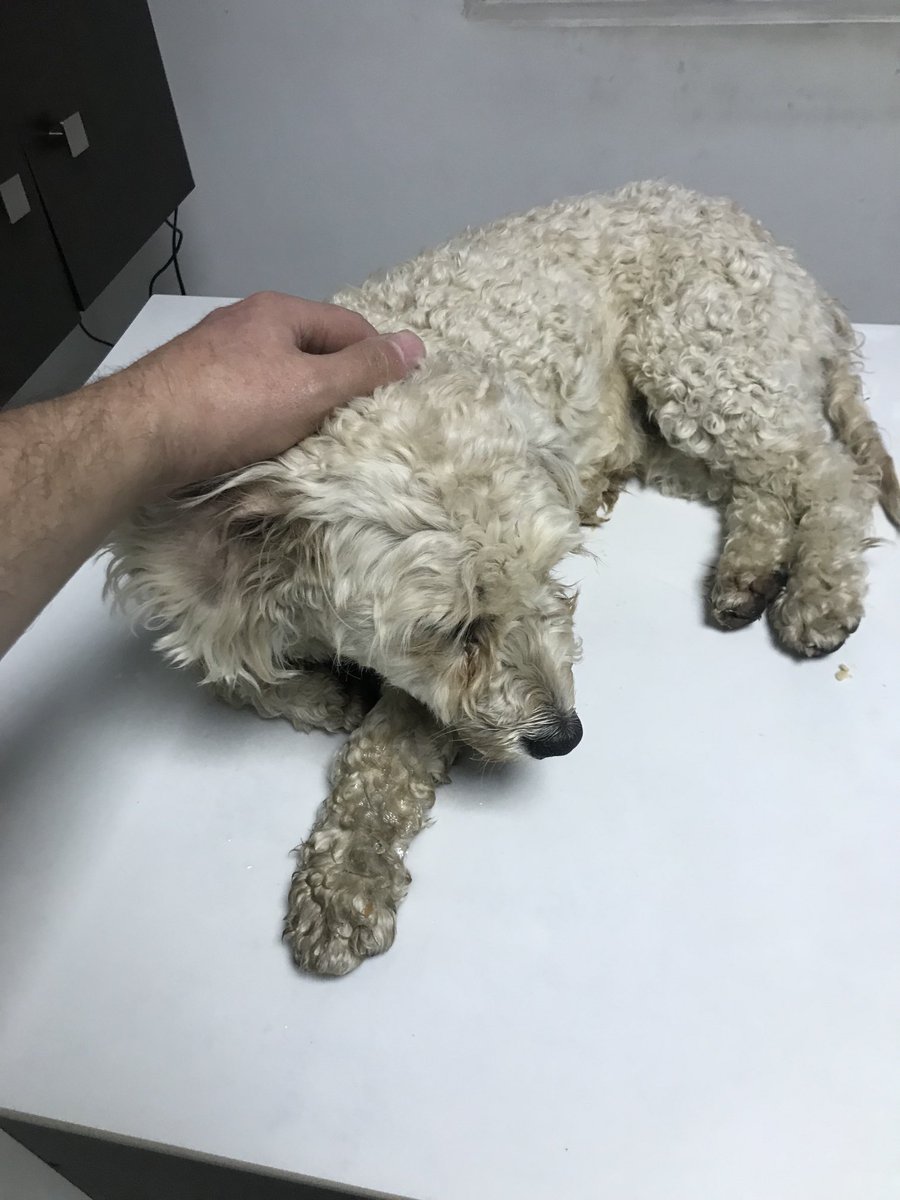 Encontré a esta pequeña en la autopista Gral. Rumiñahui, entre el puente 3 y 4. Ahora está en la veterinaria, pero desde el lunes necesitará un hogar temporal o definitivo porque salgo de viaje. 

Ayúdame a encontrar a quien pueda tenerla en su hogar.