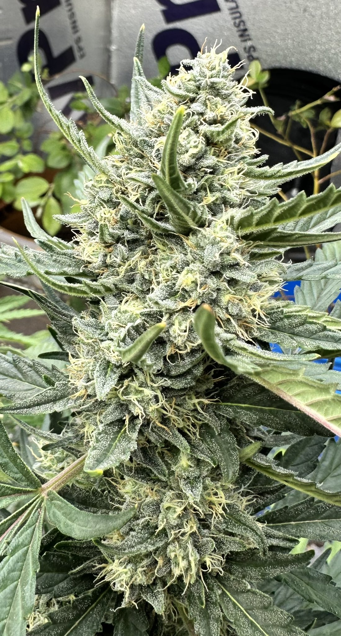 Speedrun Seeds  Feminized Autoflower Seeds