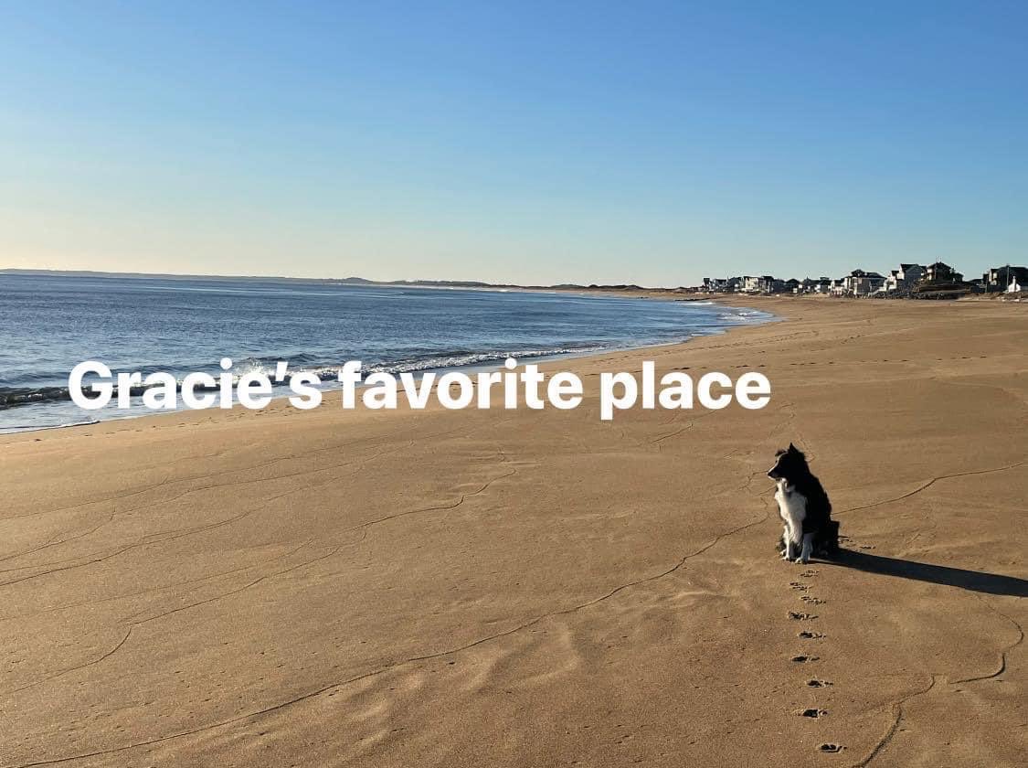 Someone is happy in Mass rn. Hard to beat somewhere where she can run on beach, enjoy snow & cool temperatures. But, I will try to get her to fall in love w/ winter in Southern Utah too when she hopefully comes to visit #dogs #bordercollies #dogsofig #massachusetts #GracieGirl