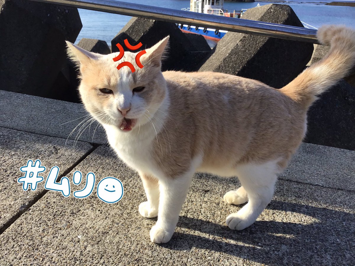 __glassboat's tweet photo. 2023年12月9日(土)グラスボート運航しております⚓️
天気も良く穏やかでポカポカ暖かい透明度もバッチリな白浜です(* ｰ̀ ֊ ｰ́ )و✧
絶好のご乗船日和ですよ！！ぜひ臨海まで足をお運びくださいm(_ _)m
ミルクティにペンギンさんを被って貰ったら全力で嫌がられました(苦笑)
#南紀白浜グラスボート
#猫 https://t.co/EdRluaq2Ik