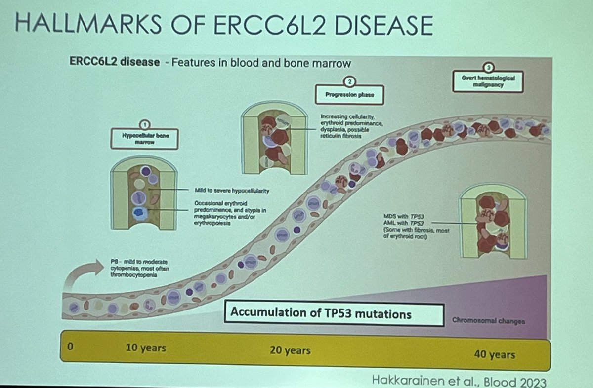 Carmelo Gurnari tweet media