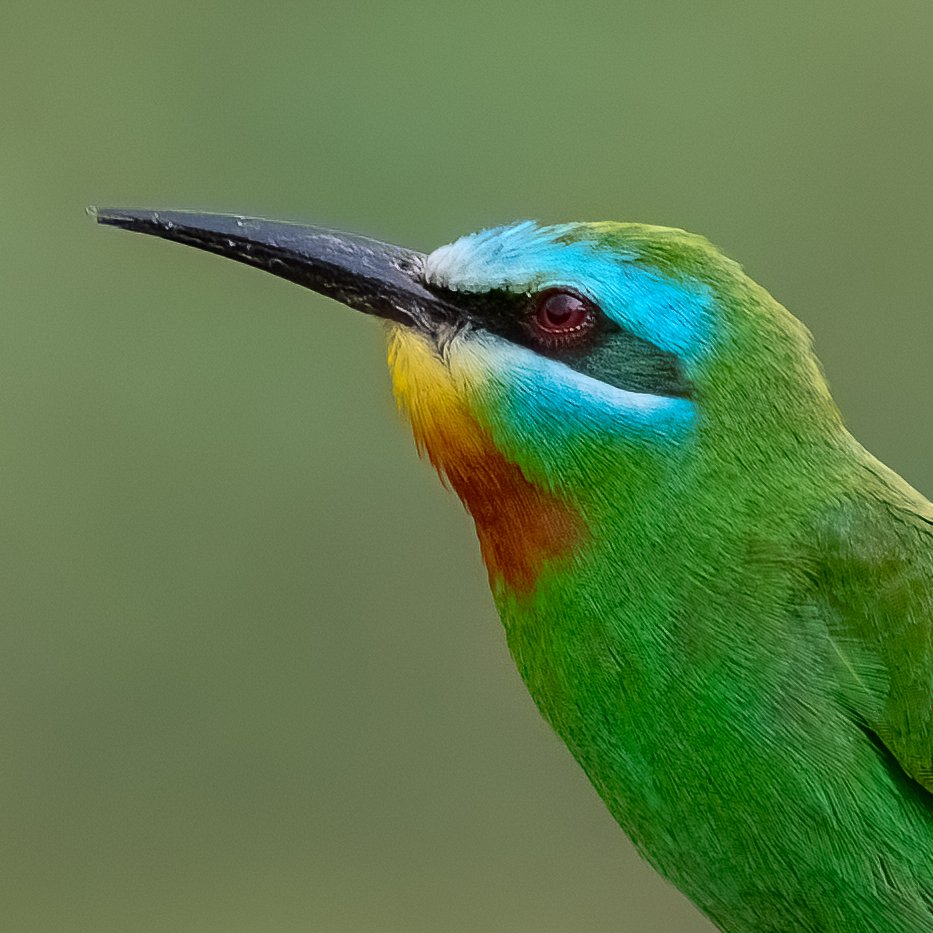 indian_pitta's tweet photo. Today's thread is about portraits and close-ups.
I start with Blue-Cheeked Bee Eater.
What is your favourite portrait subject ? https://t.co/DSsdb8Ofjh
