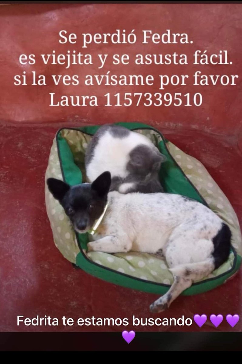 triplefelinah's tweet photo. Atención Luyaba ( Córdoba)
Esta es la perra de mi amiga, hace 3 días no aparece. Esta renga de la parte trasera y es muy asustadiza.
#Luyaba #perrosperdidos https://t.co/isDlqzUHFx