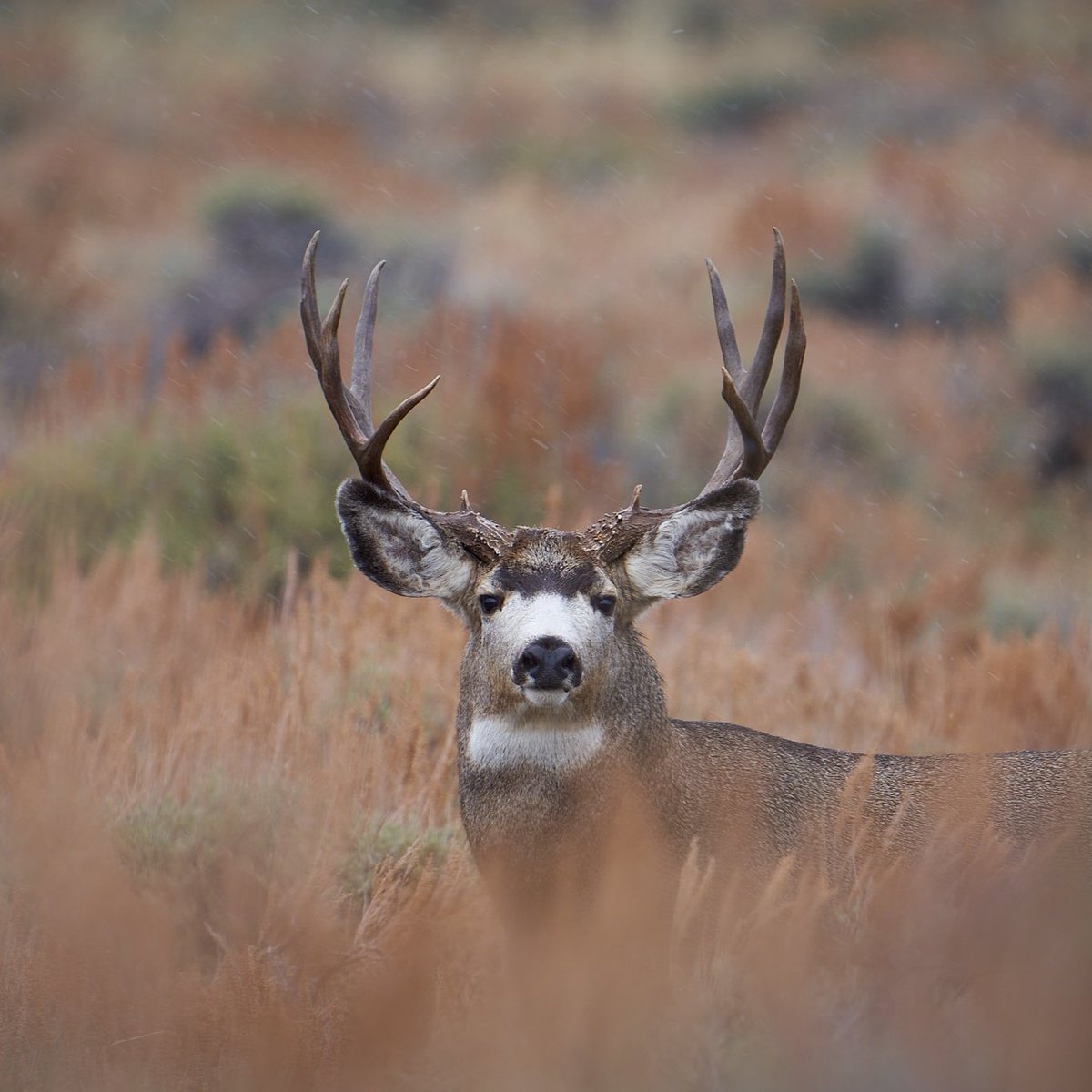 TheFreedomWild's tweet photo. Here is the first buck I snuck up on during the rut. He caught me by surprise as he wasn't where I thought he'd be when I crested the hill. I quickly handheld the 600mm and hoped for the best. #muledeer #publicland #therut https://t.co/BTbdLPxnUX