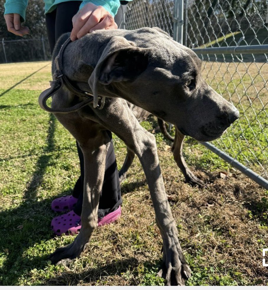 🫣Dyno 💔his owners charged with animal cruelty & arrested. A walking skeleton of a #GreatDane 😭Rescue Only 🔥NO vetting at Rocky Mount NC this boy needs OUT before he’s killed 💔
🔥MEDICAL PLEDGES 🔥
🔥FOSTER🔥RESCUE 🔥
#DogsofTwitter #ChristmasWish 💔🙏