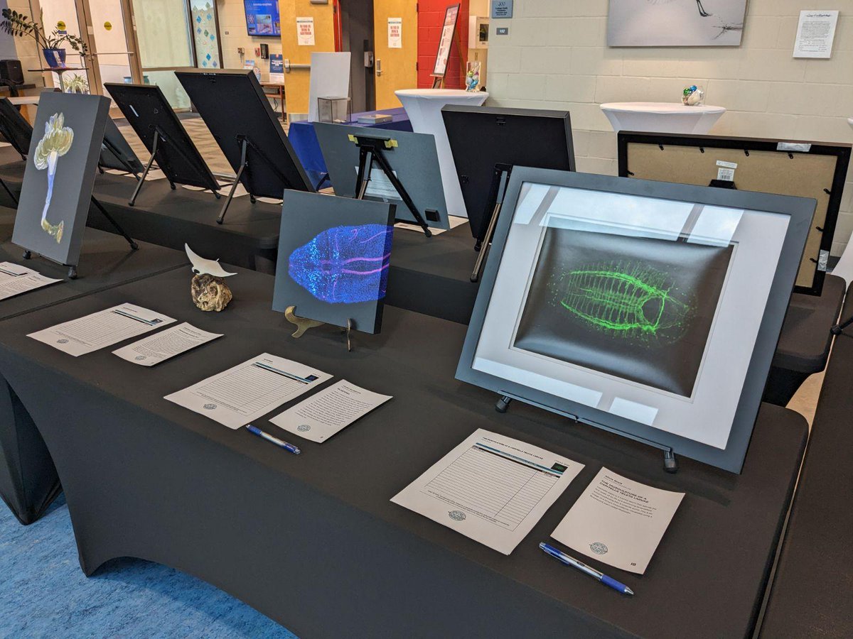 Whitney_Lab's tweet photo. 🔬 + 🖌️ + 🎂 to celebrate #MarineScience &amp; #sciart? Yes, please!

Special thanks to our bidders &amp; everyone who supported our graduate student association tonight. And shoutout to @_lauren_k__ and all those involved in making Whitney Magnified - Art of Science a success! 👏👏👏 https://t.co/oCCde2VrKR