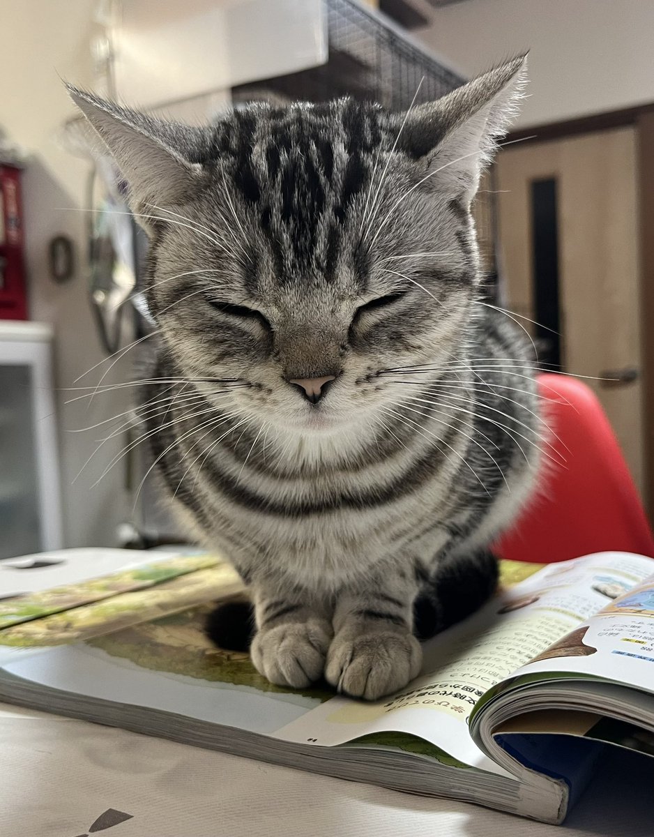 布団を掛けずに寝てしまい、冷えからなのか夢見の悪い朝でした😿

今週末から地元大手ショップ様の配送を頂き、徐々に運送屋らしくなってきてます🚐💦

娘が教科書を開くと必ず邪魔をする🐱