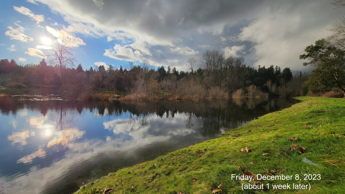 AshleyPurring's tweet photo. Massive Lake Sammamish River level change across one week of rain. #marymoorpark #lakesammamishriver #sammamishrivertrail #sammamishriver #lakesammamishrivertrail #kingcountyparks #redmondwa @kingcountyparks https://t.co/aCArj0sFAc