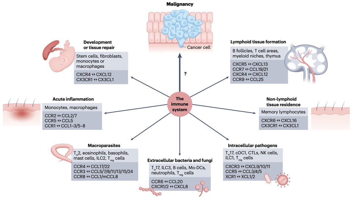 Happy to share a link to our review of chemokines in cancer in <a href="/NatureRevCancer/">Nature Reviews Cancer</a>. We explore how chemokine programs that evolved for inflammation, tissue repair, antimicrobial defense etc shape tumor microenvironments. Tx to <a href="/LukasAltenburg2/">Lukas Altenburger</a> and Julia Lill
rdcu.be/ds6Cl