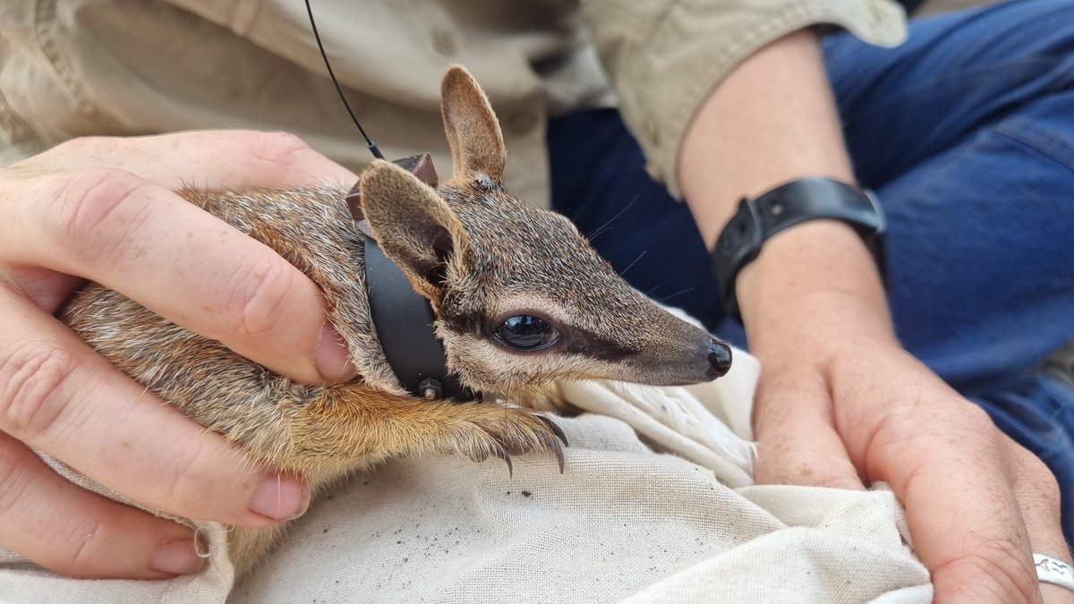 Tim Henderson (@tim_ecology) on Twitter photo Spent a couple weeks conducting some Numbat research in WA. So great to work with these amazingly cool animals #wildoz #conservation <a href="/awconservancy/">Australian Wildlife Conservancy</a> video on the research: youtu.be/J-tX5cH_PD0?si… Spent a couple weeks conducting some Numbat research in WA. So great to work with these amazingly cool animals #wildoz #conservation <a href="/awconservancy/">Australian Wildlife Conservancy</a> video on the research: youtu.be/J-tX5cH_PD0?si…