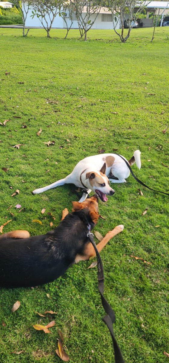 jelly_bum's tweet photo. @Lani4Pasifika Riggghhht! My uncle’s dog would steal my dog’s toy on the daily  AND hide it cause she knew how much he loved it. They’re mischievous af too https://t.co/XLzWWpTirt