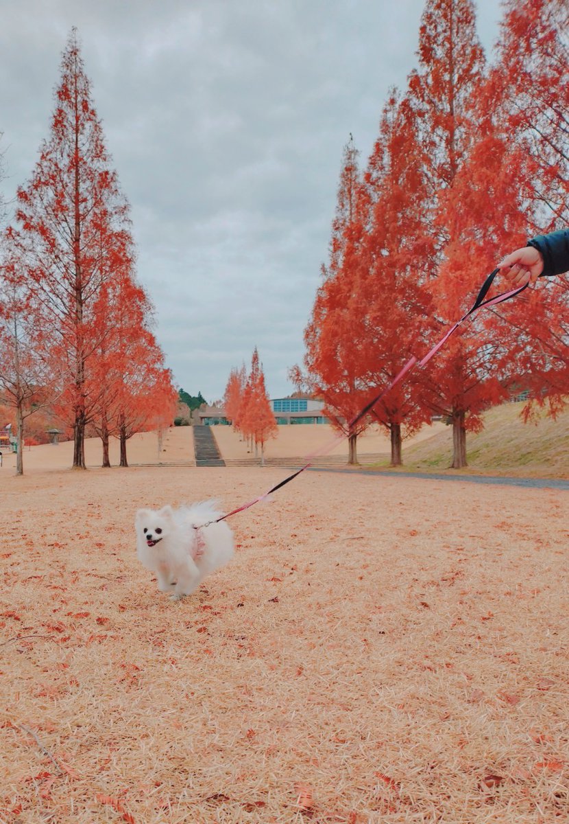 pomewako0715's tweet photo. 飼い主が風邪をこじらせてたけど、ようやく週明けに近くの公園に紅葉行ってきました。
ギリギリだったけど、わこちゃんと撮れて良かったです✨
#ポメラニアン https://t.co/J5OEgApRCa