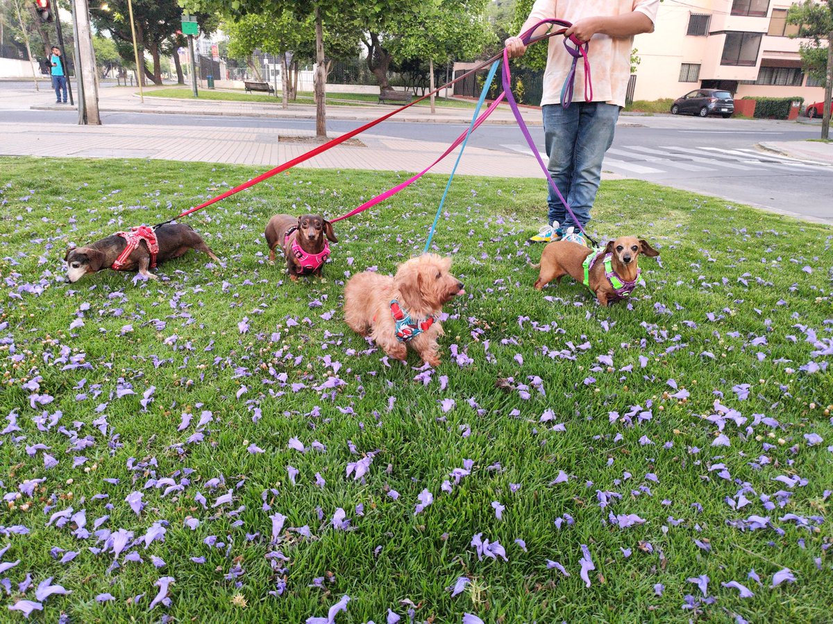 Mikkel_Angel's tweet photo. Amo cuando esta lleno el pasto de estas florecillas color lavanda 😍😍
#Dachshunds #SalchiLover ❤️ https://t.co/FaXR9UDyYR
