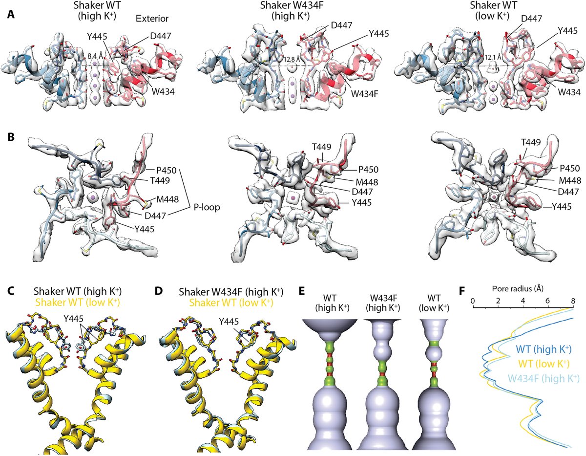 Eukaryotic Kv channel Shaker inactivates through selectivity filter dilation rather than collapse | Science Advances science.org/doi/10.1126/sc…