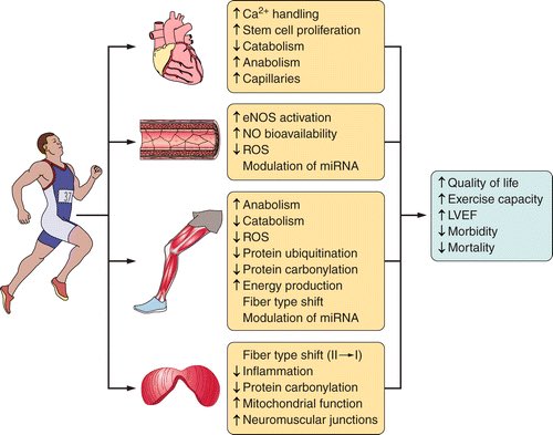Molecular effects of exercise training on skeletal muscle, heart, endothelium, and diaphragm
&
subsequent positive improvements on quality of life, exercise capacity, and morbidity/mortality.👇🏼

#exercise #muscle #skeletalmuscle #qualityoflife #heart

journals.physiology.org/doi/full/10.11…