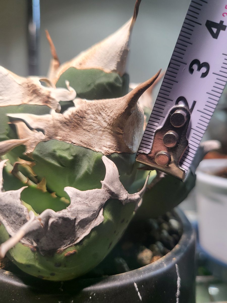 あるお tweet media