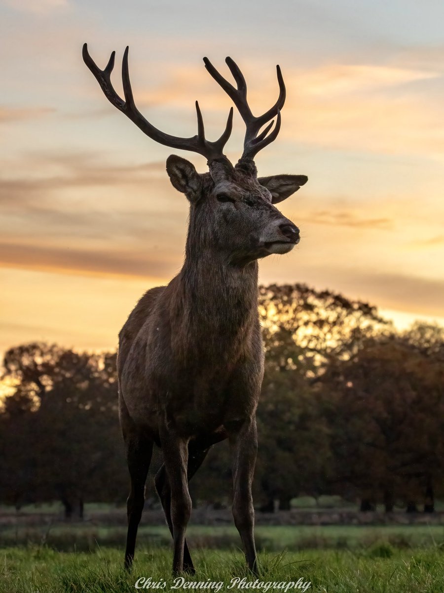 Chris Denning tweet media