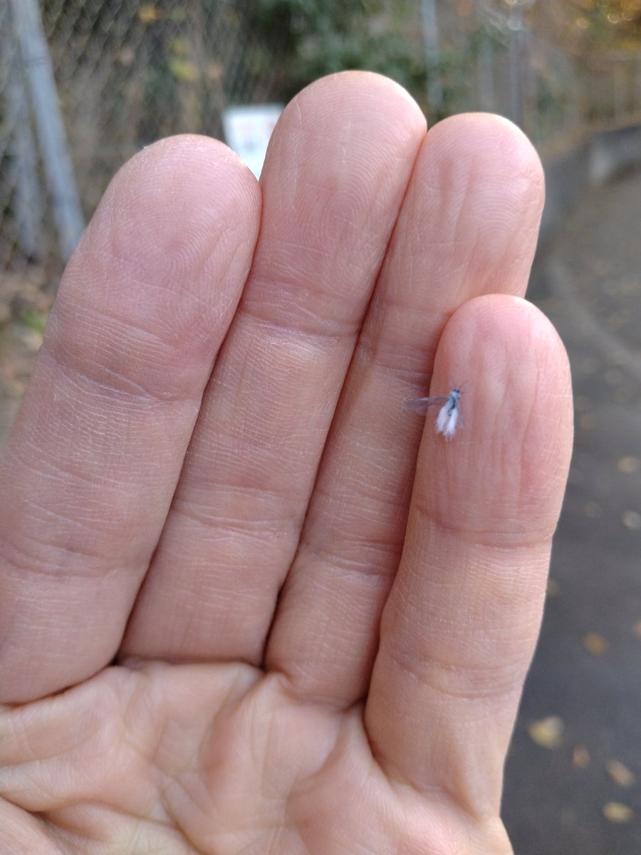 naitisapo's tweet photo. 内地で初めて見た雪虫です❗東京にもいるんですね～ https://t.co/XsB5eLmpJr