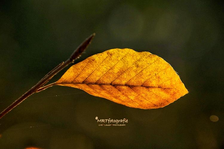 MRTfotografie's tweet photo. Goedemorgen!
#weekendleesvoer
Regelmatig krijg ik de vraag in welke kwaliteit fotograferen het beste is, RAW of JPEG. Lees de tips op https://t.co/ewyGyaev54 en beslis zelf
Fijn weekend!๐ซ๐โ๏ธ๐โโ๏ธ https://t.co/SR2VHVaLXZ