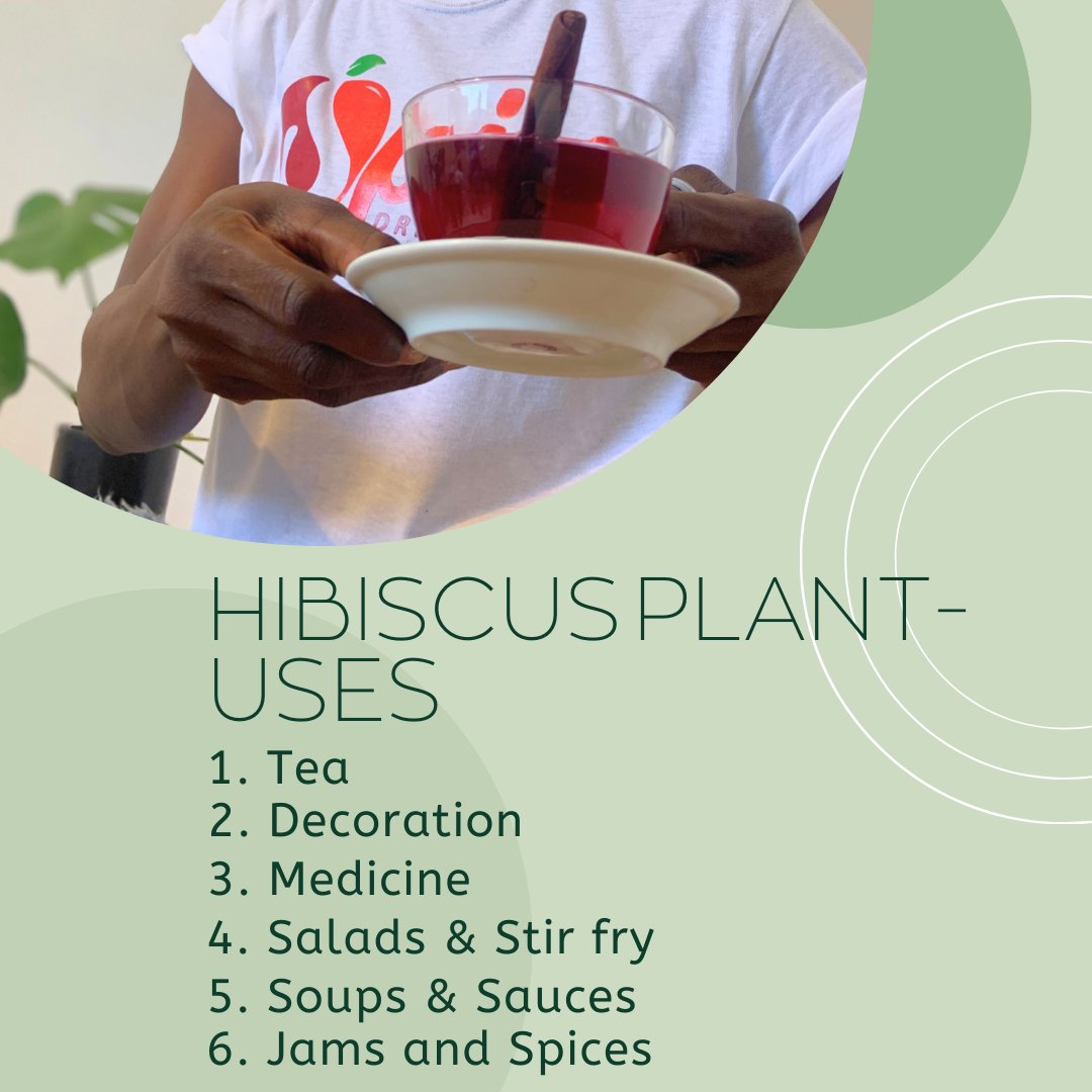 spicedrinks's tweet photo. *Ingredient Focus*

Hibiscus 🌺:
About, Uses, Health Benefits.
(Thread) https://t.co/CWNrxBWK5r