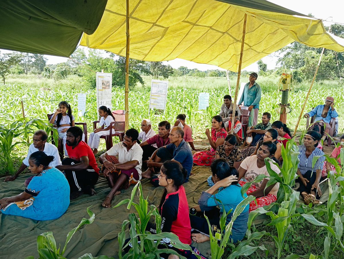 YasanthaMapatu2's tweet photo. With hopes 🤞
Promoting gender equality in agriculture and agribusiness is naturally happens in Maize 4P resilience project they know well how important inputs for better yield and community strength is admirable @SAPP_LK @IFADSouthAsia https://t.co/Xr1CrtHkji
