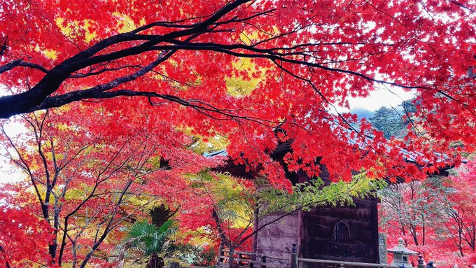 「秋 自然」のTwitter画像/イラスト(新着)