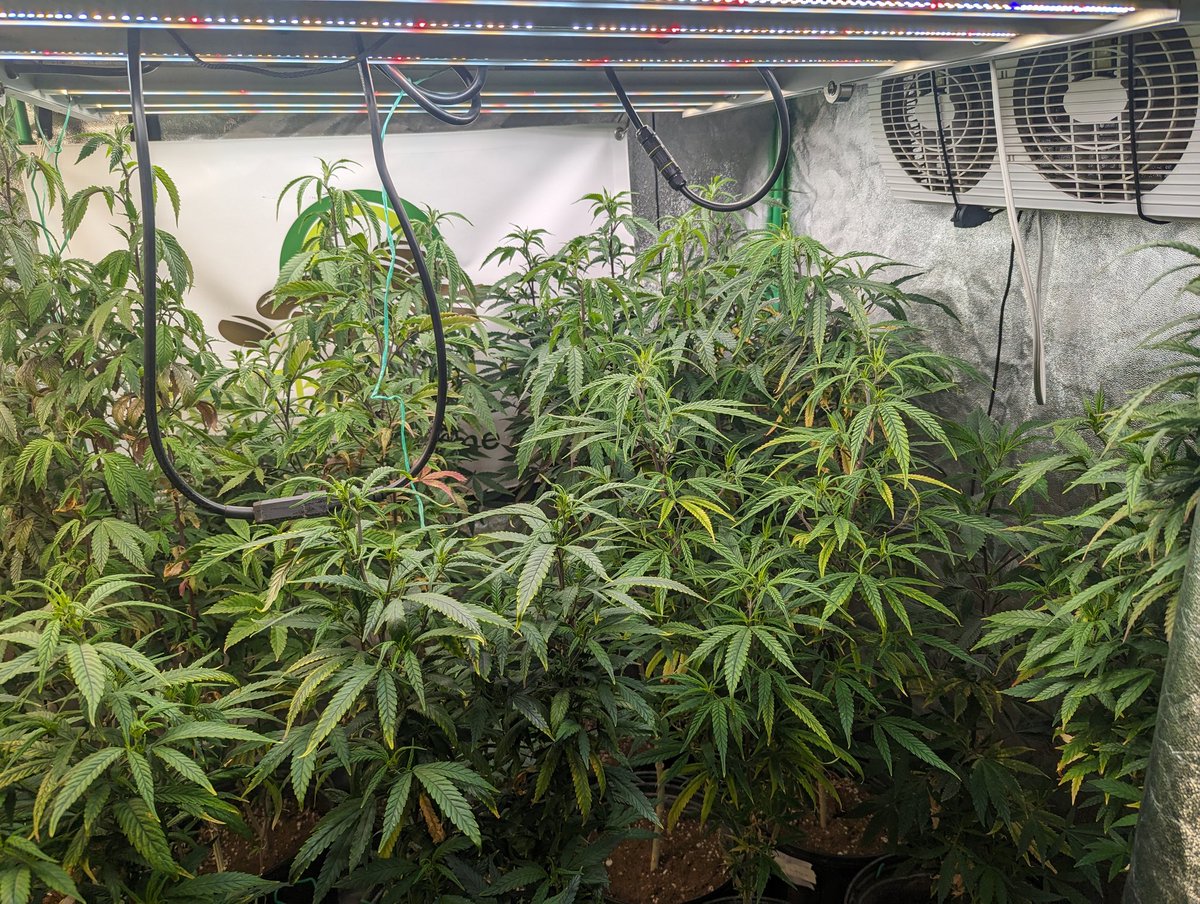 CanuckleBudZ's tweet photo. Flipped the 4x8 and 5x5 to flower. Going to take clippings from the mother tent and probably flip that too. 
Powered by @MarsHydroLight FC6500, FCE8000, FC4800 X2 and the new VG80. Late to top dress with some Gaia Green but will soon.
#MarsHydro #FC4800 #FCE8000 #FC6500 #VG80 https://t.co/obZ0IZ3Q1o