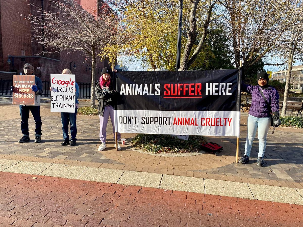Nicole3016's tweet photo. Google circus elephant training. #animalfreecircus #thecircusissolastcentury #animalabuseisntcool #506foundations  #animaladvocate https://t.co/SQmWhLa8zO