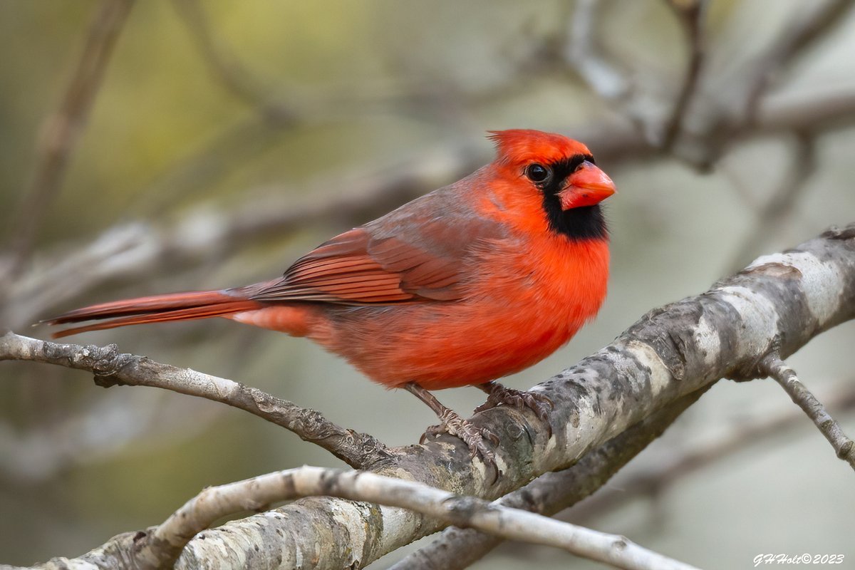 ghholt's tweet photo. A Northern Cardinal in a apple tree in the late afternoon light.
 #TwitterNatureCommunity #NaturePhotography #naturelovers #birding #birdphotography #wildlifephotography #NorthernCardinal https://t.co/eaXVQaXoVu