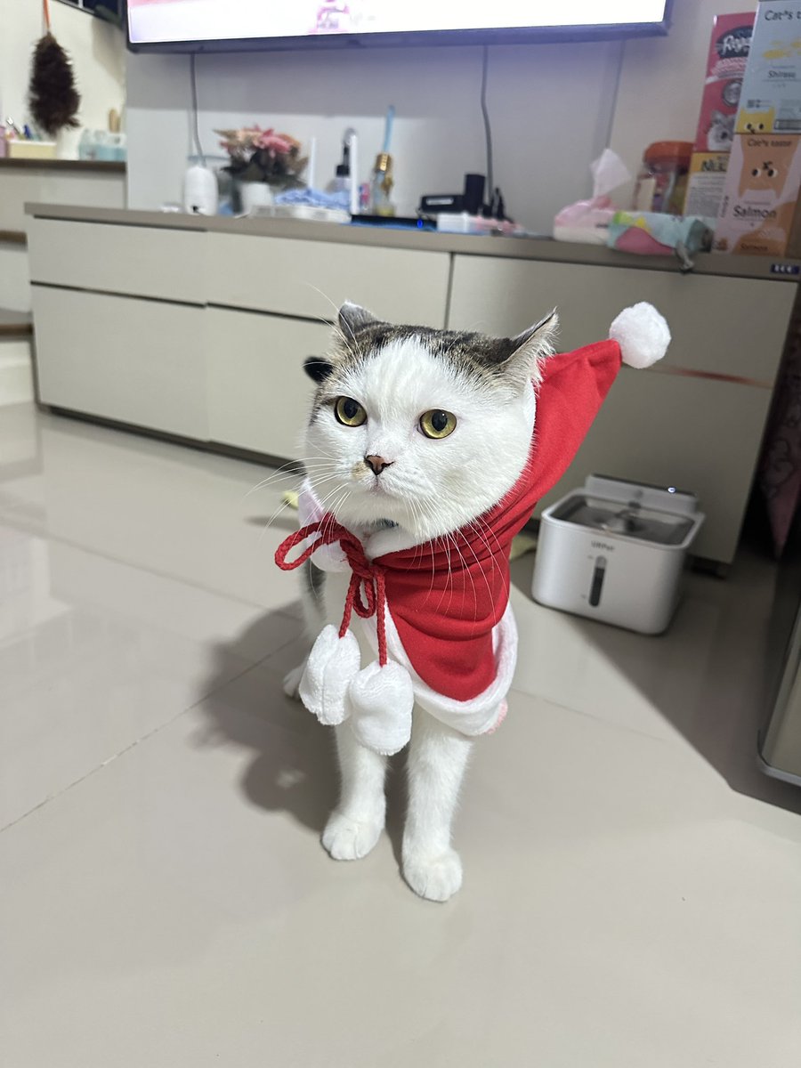 PLA_17's tweet photo. ชุดสัตว์เลี้ยง 🎅🏻 ตรีมคริสมาสเดย์ น้องแมวน้องหมาใส่ได้ ❤️🤍 

พิกัด : https://t.co/rZQXa5XoYi

#catdog #christmas https://t.co/5lbirmHQIr