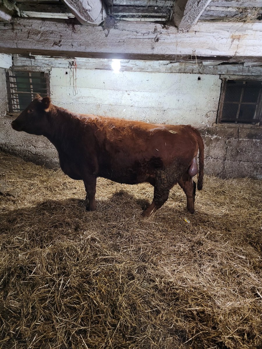 Follow me for more tips on how to raise big January born calves.