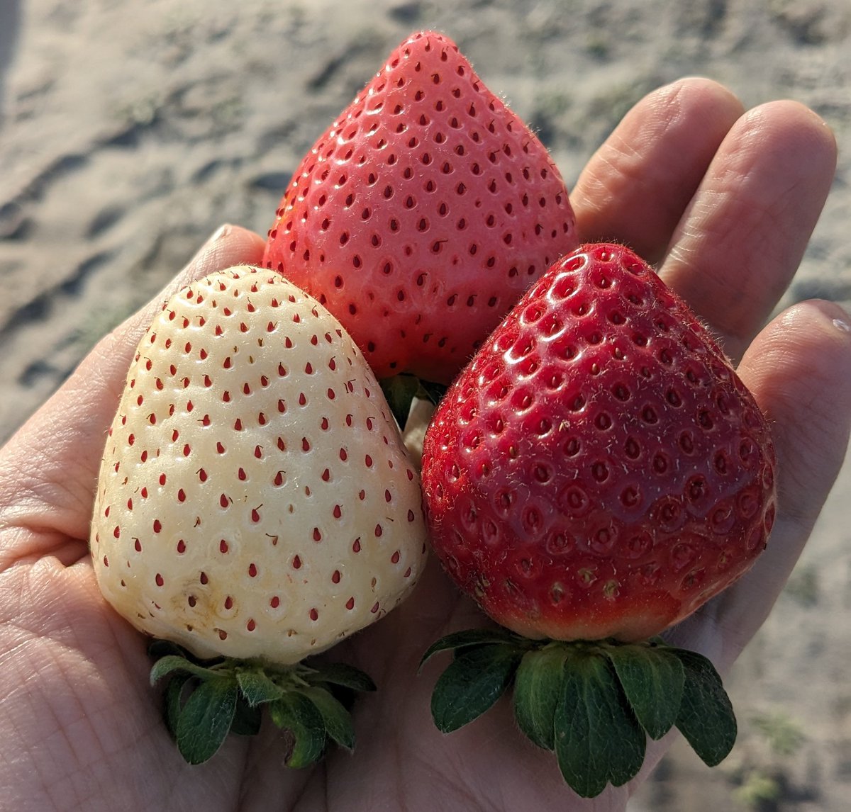 vance_whitaker's tweet photo. Red, white AND pink varieties in the future? 🤔 https://t.co/fdB1utkQNw