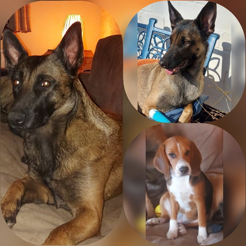 EstherAntonis's tweet photo. @Paul_0110 3 knappere honden 🤗 https://t.co/jnDvXdkem0