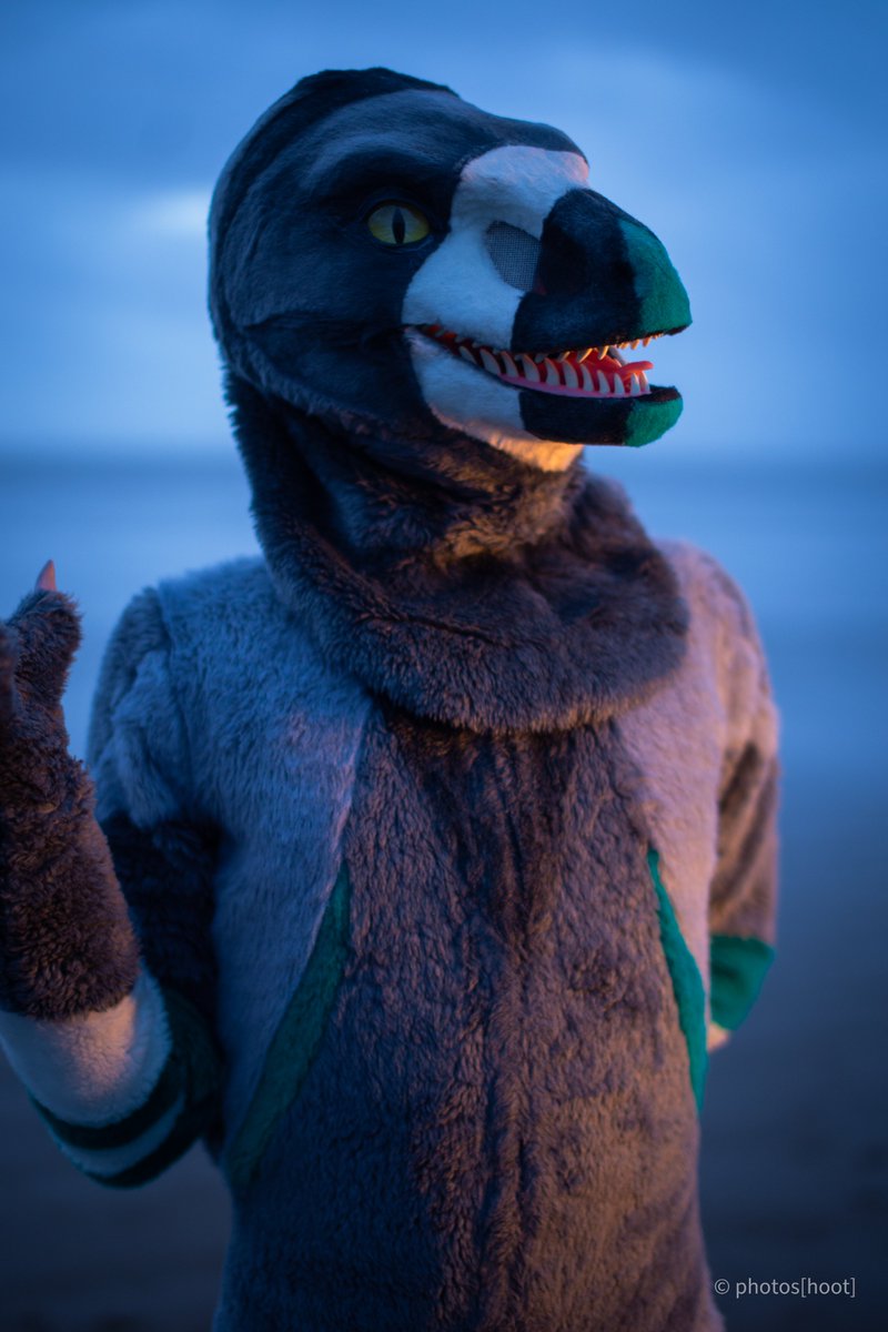 The sun's setting... How about a nice romantic walk on the beach? 📷 @QuiteDaHoot #FursuitFriday #Furc23 #Furcation2023