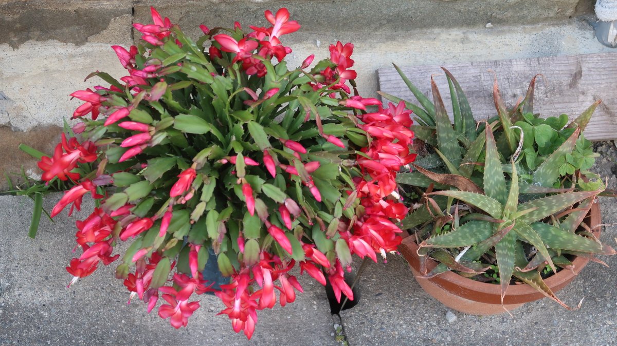 クリスマスも近いですね
Christmas cactus and Aloe saponaria